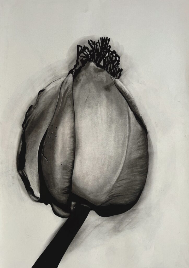 Bacuri (Piatonia Insignis)