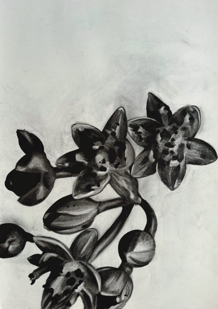 Barbuzano (Apolionias Barbujana)