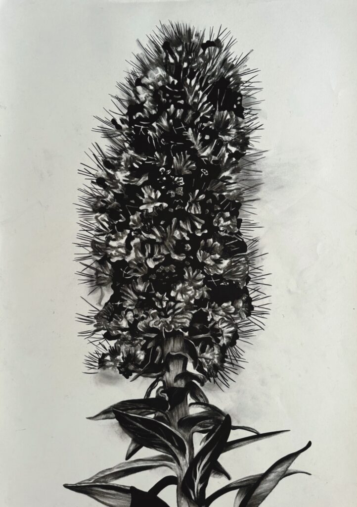 Massaroco (Echium Candicans)
