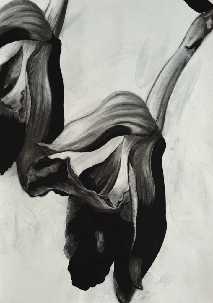 Orquídea (Rodriguezia Iancoolata)